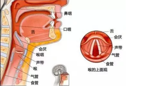 <b>重庆仁品医生提醒：咽喉疾病的3大信号！</b>