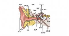 咽鼓管功能异常是怎么回事？咽鼓管为什么会堵塞？